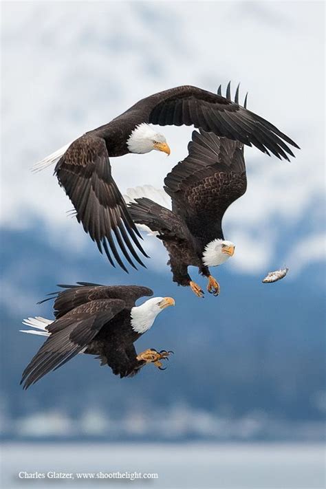 Predators And Preys Bald Eagle Animals Eagles