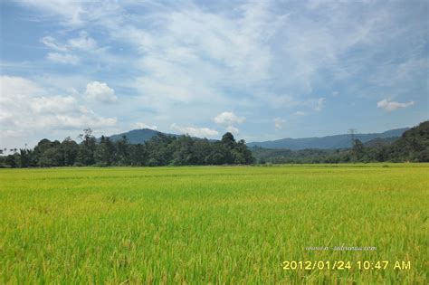 29 Galeri Gambar Pemandangan Sawah Padi Di Kedah Guyonreceh