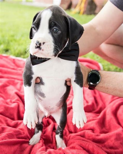 Boxer Puppies For Sale California 111 CA 279108