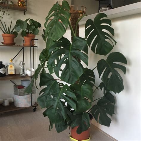 Philodendron birkin white measure zimmerpflanze monstera indoor plant. Monstera deliciosa philodendron / Air Purifying Plants ...