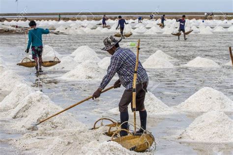 Workers Collect Salt In Salt Farm At Petchaburi Seaside Farm Th