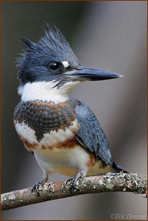 Belted Kingfisher Megaceryle Alcyon Northern Canada To The Gulf Coast