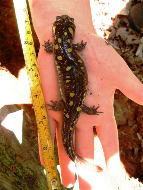 spotted salamander chattahoochee river national recreation area  national park service