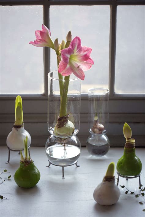 Maybe you would like to learn more about one of these? Gardenista Giveaway: Waxed Amaryllis Bulbs for the ...