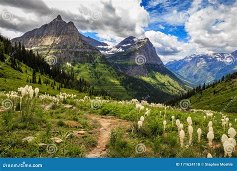 Mountains And Wildflowers Of Glacier National Park On The Going To The