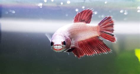 Check spelling or type a new query. Do Betta Fish Have Teeth? | Bettafish.org