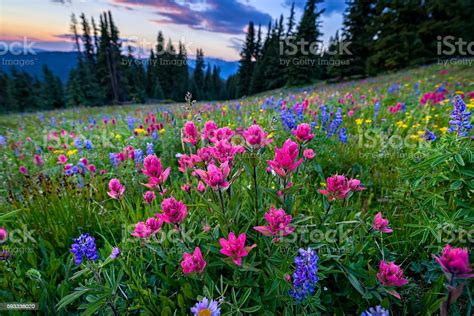 Wildflowers In Mountain Meadow At Sunset Stock Photo Download Image