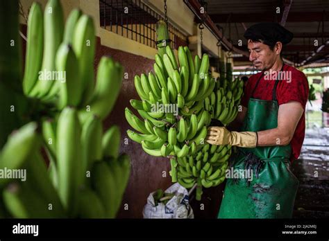 A Worker Takes The Crowns Of Each Banana At The Processing Facility On