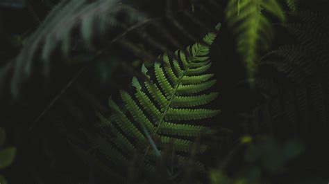 Ferns Plants Green Hd Wallpapers Desktop And Mobile Images And Photos