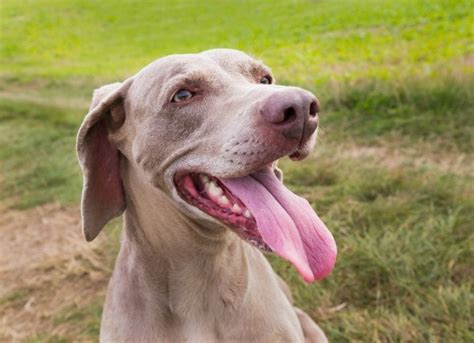 Tongue Cancer Squamous Cell Carcinoma In Dogs Petmd