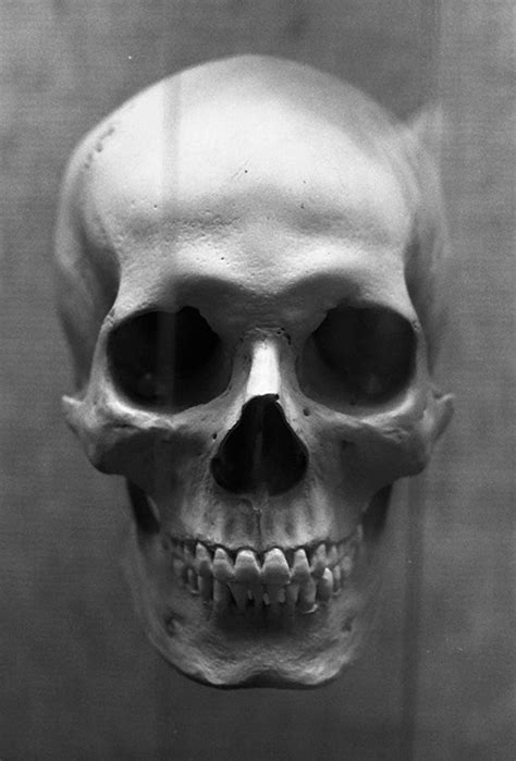 131 Best My Skull Anatomy Images On Pinterest Bones Human Anatomy