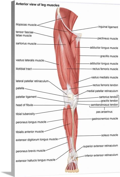 Muscles Of The Leg Anterior View Human Muscle Anatomy Leg Muscles