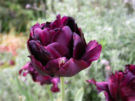 Check spelling or type a new query. Black Parrot Tulip | Parrot tulips, Tulips, Flowers