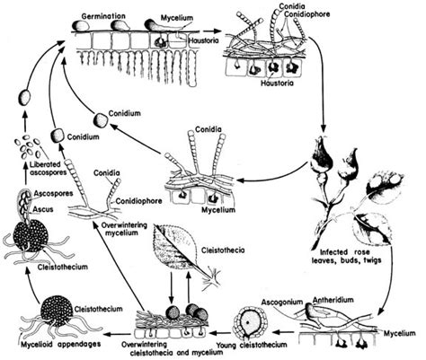 Asexual spores produce conidia and the sexual stage. Life Cycle of Powdery Mildew