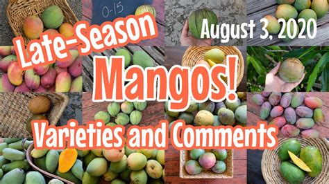 Late Season Mangos At Truly Tropical Varieties And Comments August 3 2020 Youtube
