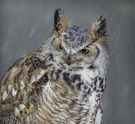 Winter Owl By Sher Freebird On Capture Minnesota Great Horned Owl In