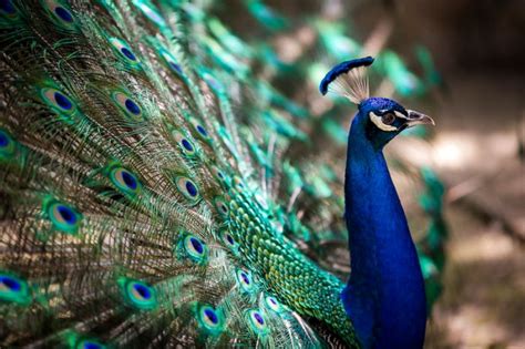 National Bird Of India Indian Peacock