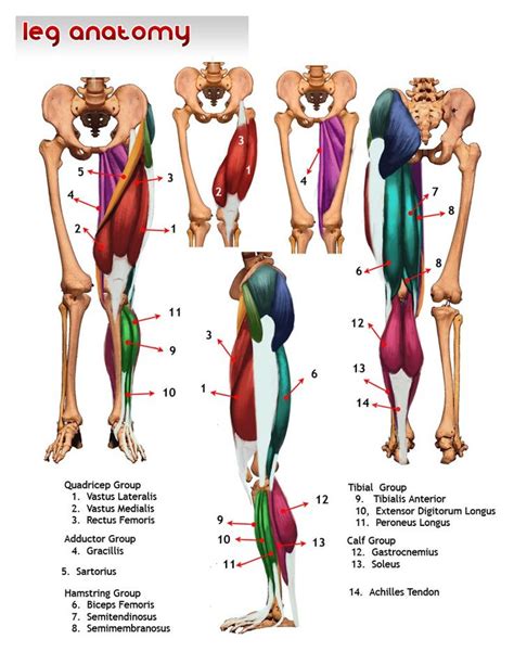 Leg Muscles Anatomy Medical Anatomy Yoga Anatomy