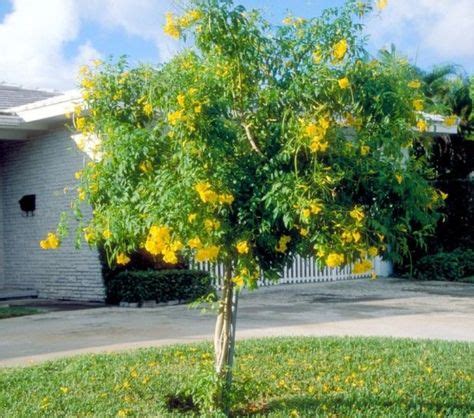 Tecoma stans (bignoniaceae) is a native of central america but occurs throughout tropical latitudes due to cultivation as an ornamental; Tacoma stans Yellow Elder Tree | Propagating plants, Hgtv ...