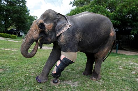 Elephant Landmine Victim Elephant Landmine Victims Get A New Lease On Life With Prosthetic