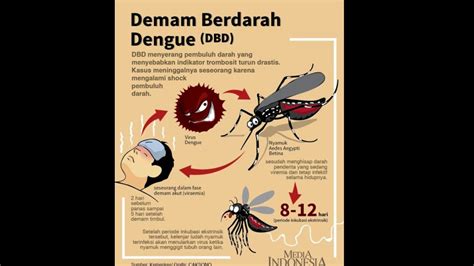 Demam Berdarah Dengue Newstempo