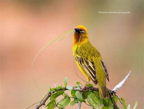 Weaver South African Birds Local Photographers Bird