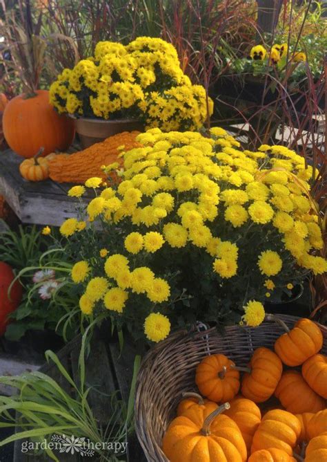 How To Care For Mum Flowers And Keep Them Blooming All Year Long Fall