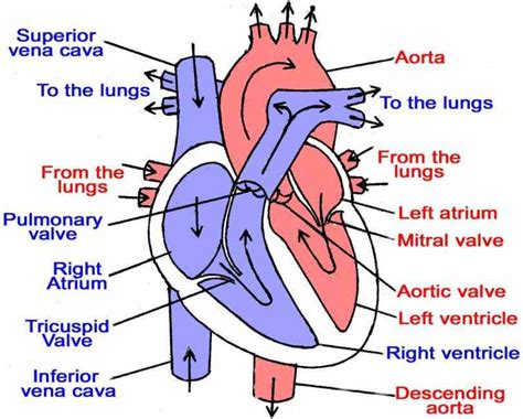 Labeled Diagram Of The Heart And Blood Flow