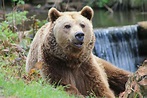Der Bär Foto & Bild | tiere, wildlife, mein album Bilder auf fotocommunity