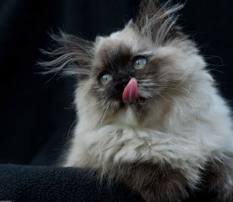 The Himalayan Cat Breed Profile And Characteristics
