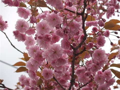 Wallpaper Flowers Branch Cherry Blossom Pink Spring Tree Flower