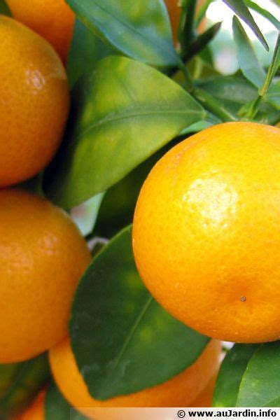Calamondin Oranger Dappartement Planter Cultiver Récolter