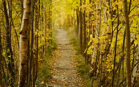 Download Wallpaper 3840x2400 Forest Path Autumn Fallen Leaves