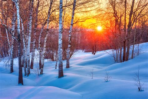 Snowy Birch Tree Forest Colorful Winter Sunset Photo Poster 18x12 Ebay