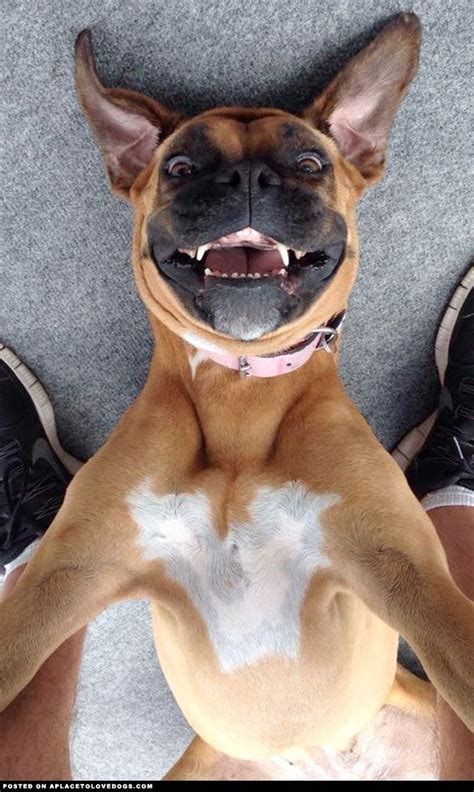 54 Best Pet Selfies Images On Pinterest Funny Animals
