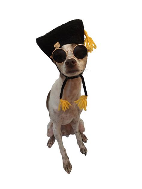 Dog Graduation Cap Graduation Cap For Puppy School Mini Etsy