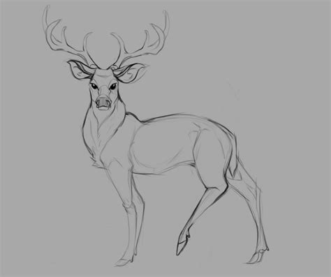 White Tailed Deer Buck Sketch Animal Sketches Art Drawings Sketches