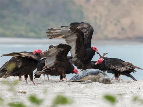What Do Turkey Vultures Eat Turkey Buzzard Diet Birdfact