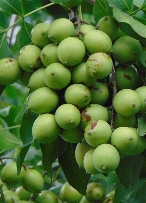 Spanish Lime Quenepa Tropical Fruit Tree Sow Exotic