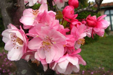 Pink Fruit Tree Blossoms 1 On Skitterphoto