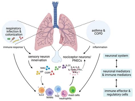 Proposed Interactions Between Chronic Respiratory Diseases And