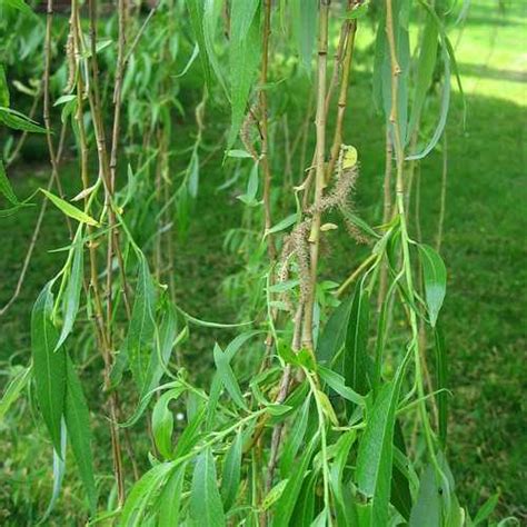 Salix Alba Tristis Golden Weeping Willow Future Forests