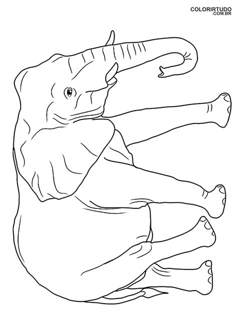 18 Desenhos Elefante Para Colorir E Imprimir Colorir Tudo