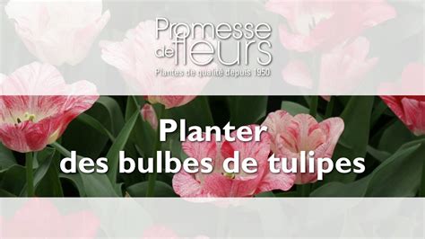 Planter Des Bulbes De Tulipes Video Jardinage Pas Pas Youtube