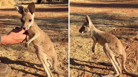 Adorable Baby Kangaroo Learns To Hop Youtube