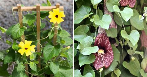 Once a cucumber vine is trained to waist height, the plants' secondary stems emerge and the formerly restrained vine explodes into a wall of foliage, flowers and fruits. Five Favorites: Climbing Plants + Vines | The BLOG at Terrain