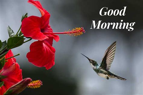 Check spelling or type a new query. Top 20 Quotes On GOOD MORNING IMAGES