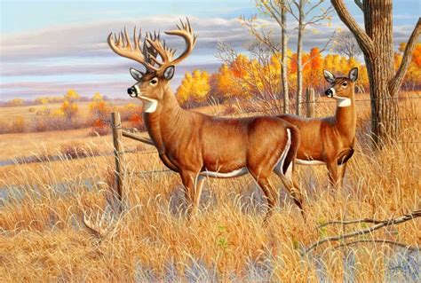 Whitetail Deer Artwork Whitetail Deer Hunting Art