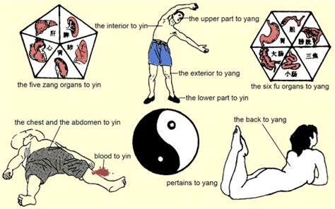 Acupuncture Yin And Yang Theory Lightgross