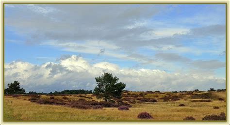 Landschap gekenmerkt door veel heidevelden. ..Heidelandschap.. | ZeelandNet Foto